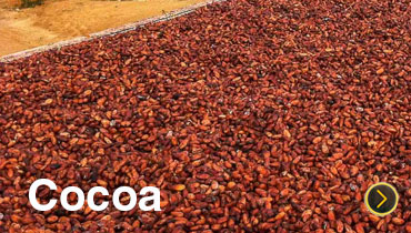 Cocoa